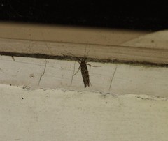 Lindera tessellatella