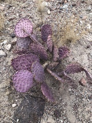 Opuntia santa-rita
