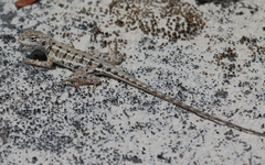 Ctenophorus maculatus