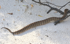Acanthophis antarcticus