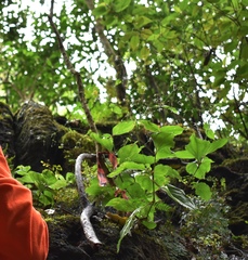 Schiedea membranacea