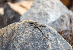 Platysaurus orientalis