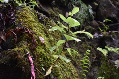 Schiedea membranacea