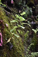 Schiedea membranacea