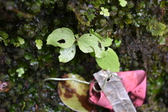 Schiedea membranacea