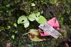 Schiedea membranacea