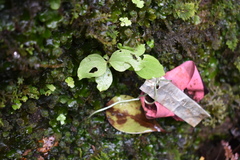 Schiedea membranacea