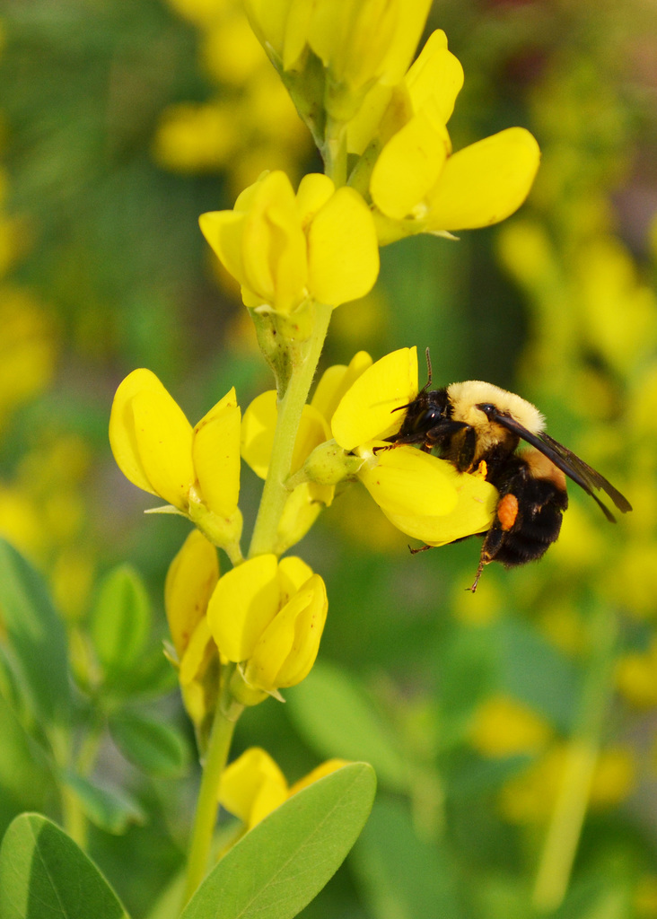 Yellow Wild Indigo (Plants of NRMP ) · iNaturalist