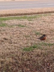 Turdus migratorius
