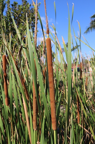 (linked from Typha domingensis) Typhaceae image