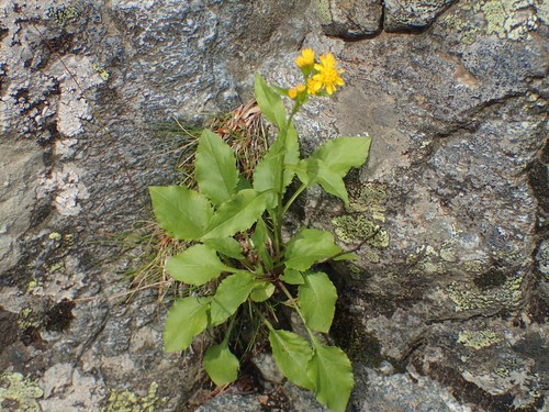 Solidago virgaurea iNat (2)