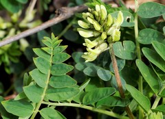 Astragalus schelichowii