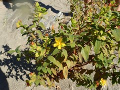 Hypericum hircinum
