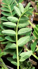 Astragalus schelichowii