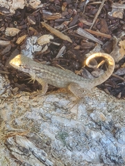 Leiocephalus carinatus