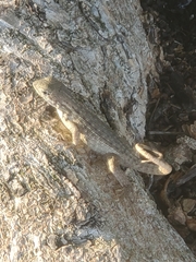 Leiocephalus carinatus