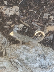 Leiocephalus carinatus