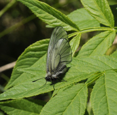 Parnassius stubbendorfii