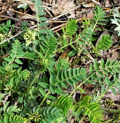 Astragalus schelichowii
