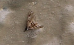 Trichophysetis cretacea