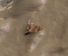 Trichophysetis cretacea