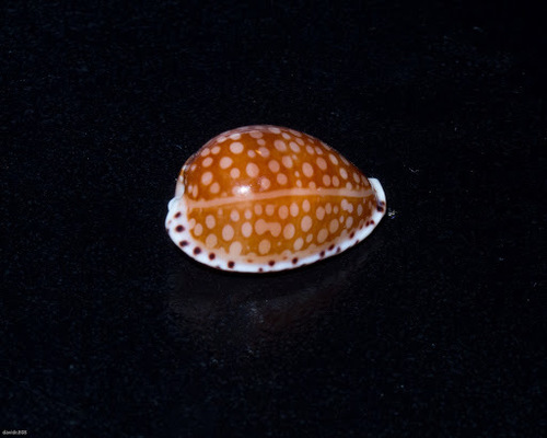 Cribrarula gaskoini