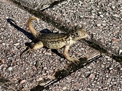 Leiocephalus carinatus
