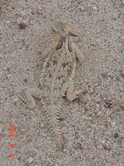 Phrynosoma coronatum