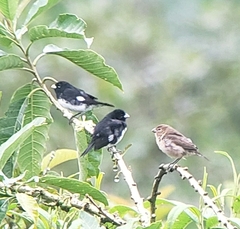 Sporophila luctuosa