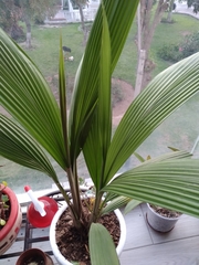 Arecaceae