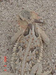 Phrynosoma coronatum