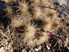 Echinocereus occidentalis breckwoldtiorum