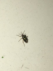 Oebalus poecilus
