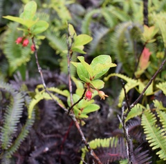 Vaccinium calycinum