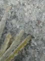 Althenia bilocularis