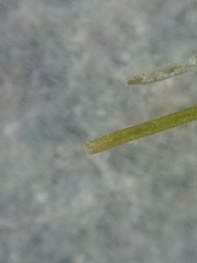 Althenia bilocularis