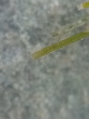 Althenia bilocularis