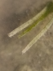 Althenia bilocularis