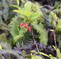 Vaccinium calycinum