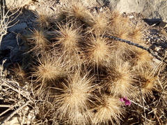 Echinocereus occidentalis breckwoldtiorum