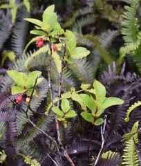 Vaccinium calycinum