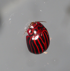 Paropsisterna octolineata