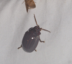 Paropsisterna octolineata