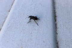 Calosoma vagans