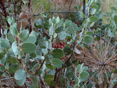 Arctostaphylos viscida mariposa