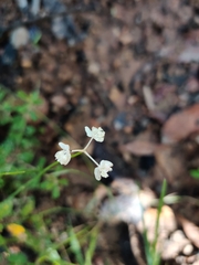 Xanthosia atkinsoniana