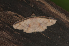 Erebostrota stenelea