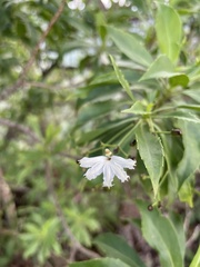 Scaevola gaudichaudiana