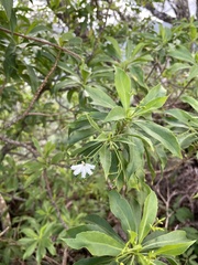 Scaevola gaudichaudiana
