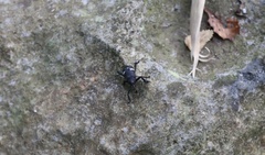 Tartarisus concinnus